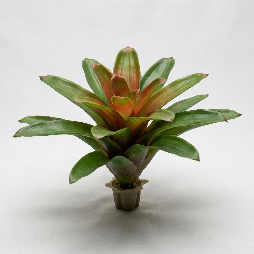 Tropical Bromeliad Cluster